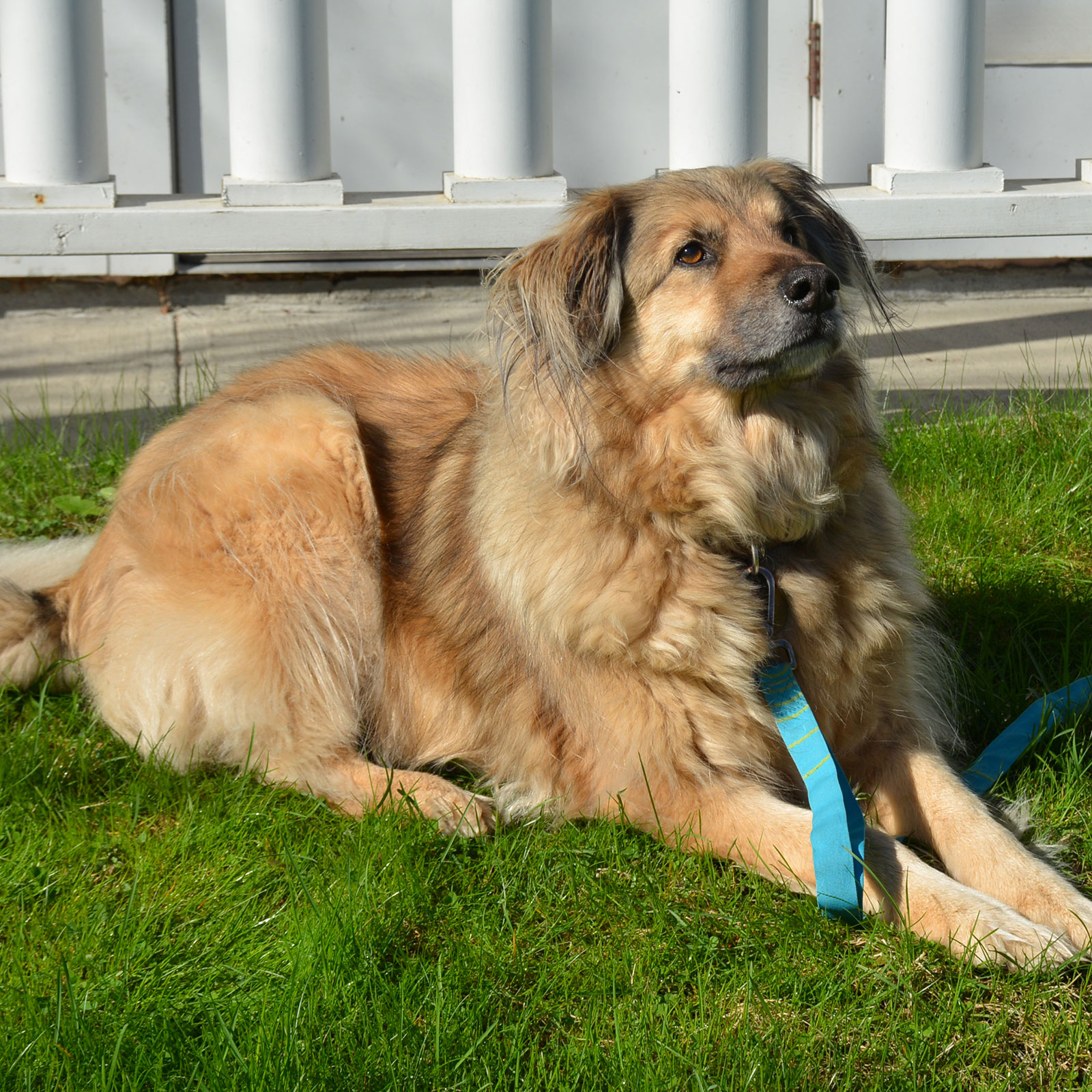 Kanuk the Emotional Support Dog